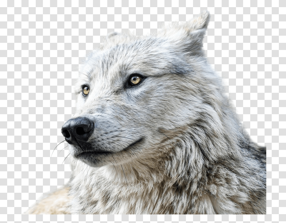 Wolf Animals Predator Free Photo On Pixabay, Mammal, Dog, Pet, Canine Transparent Png
