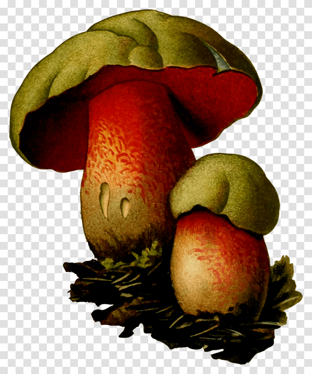 Wolf Bolete Mushroom, Plant, Agaric, Fungus, Apple Transparent Png