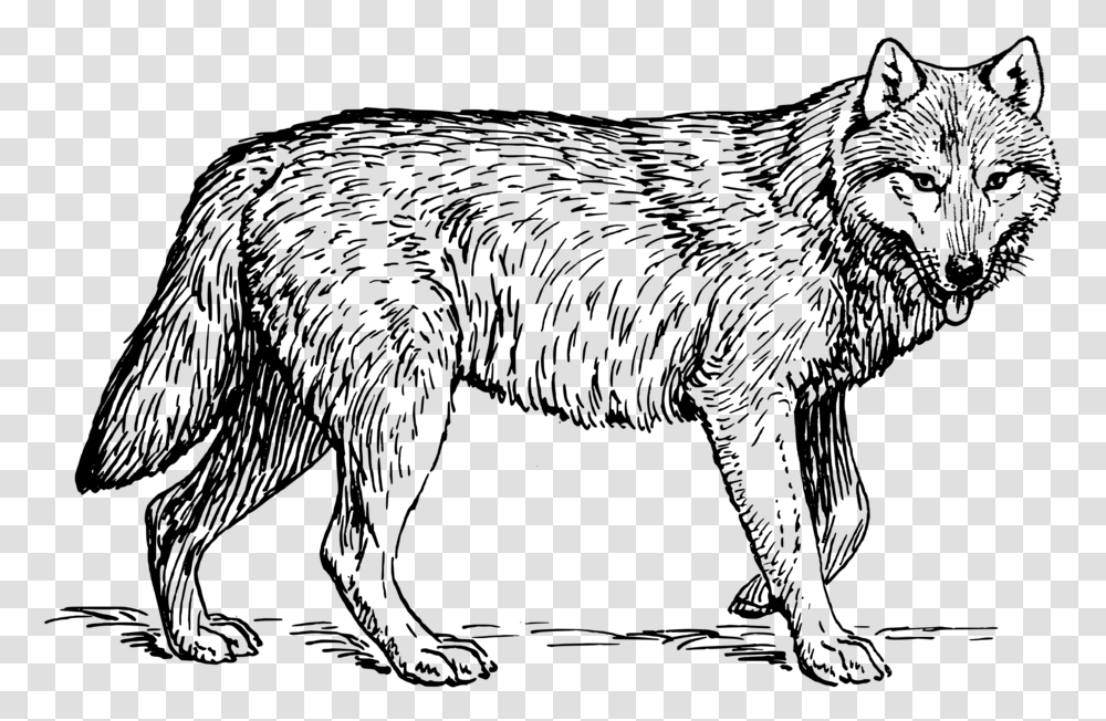 Wolf Clipart Black And White, Gray, World Of Warcraft Transparent Png