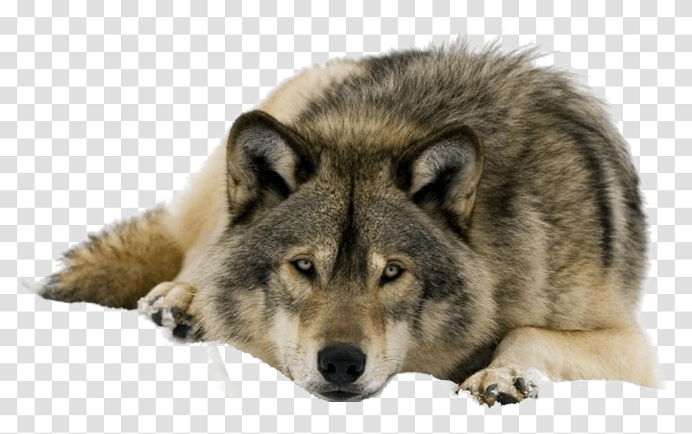 Wolf Clipart Gray Wolf Keystone Species, Mammal, Animal, Dog, Pet Transparent Png
