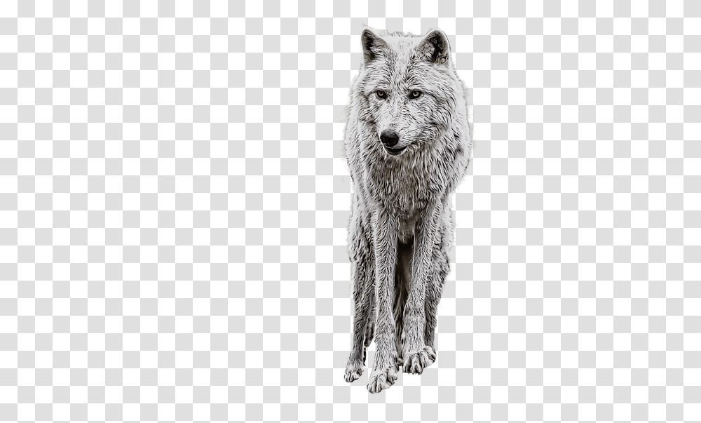 Wolf Clipart Manipulation Background And, Mammal, Animal, Dog, Pet Transparent Png