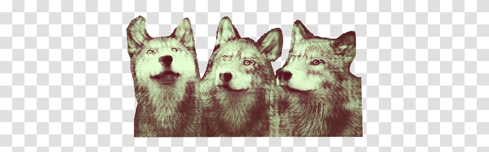 Wolf Clipart Tumblr Hipster Portadas Para Facebook, Mammal, Animal, Red Wolf, Canine Transparent Png