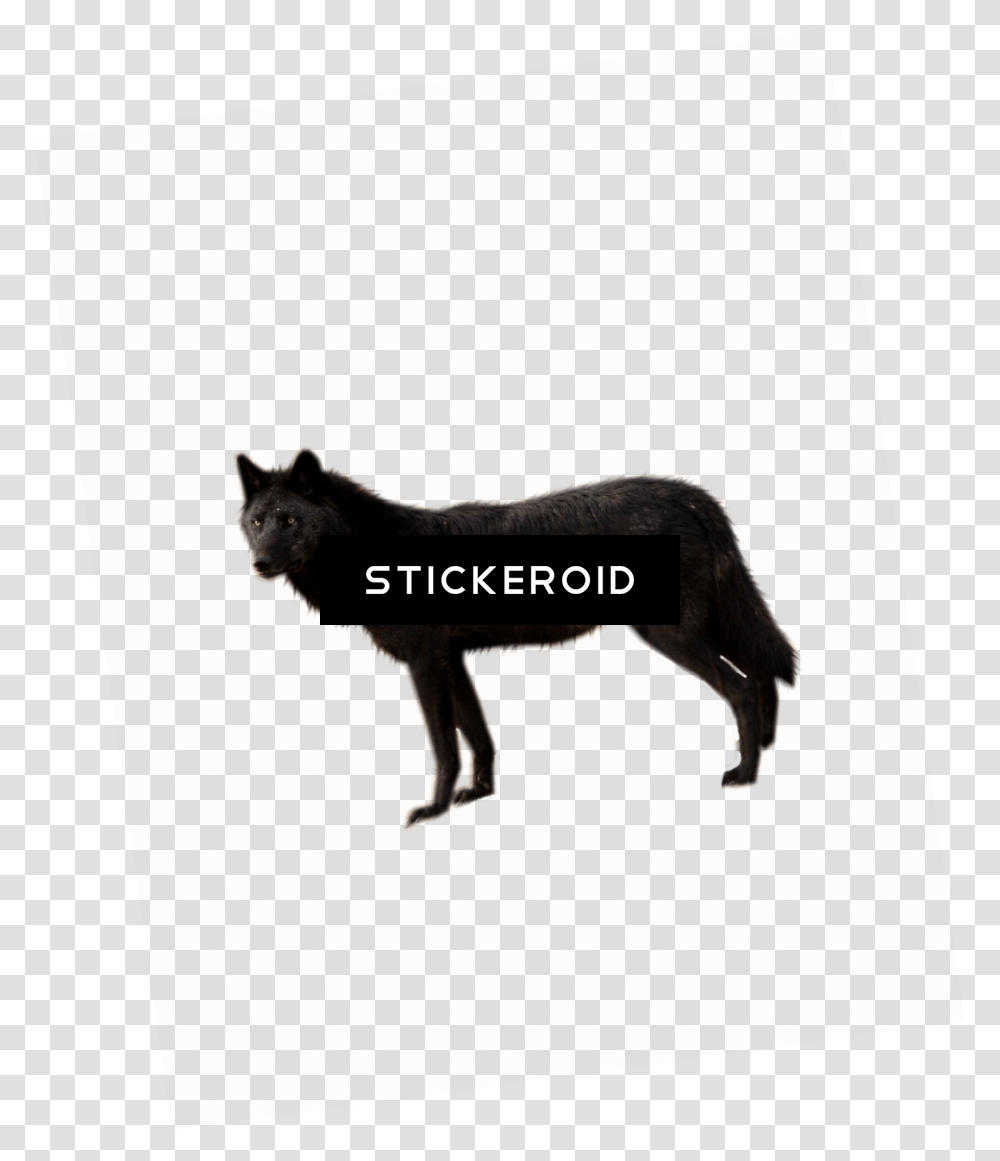 Wolf, Coyote, Mammal, Animal Transparent Png