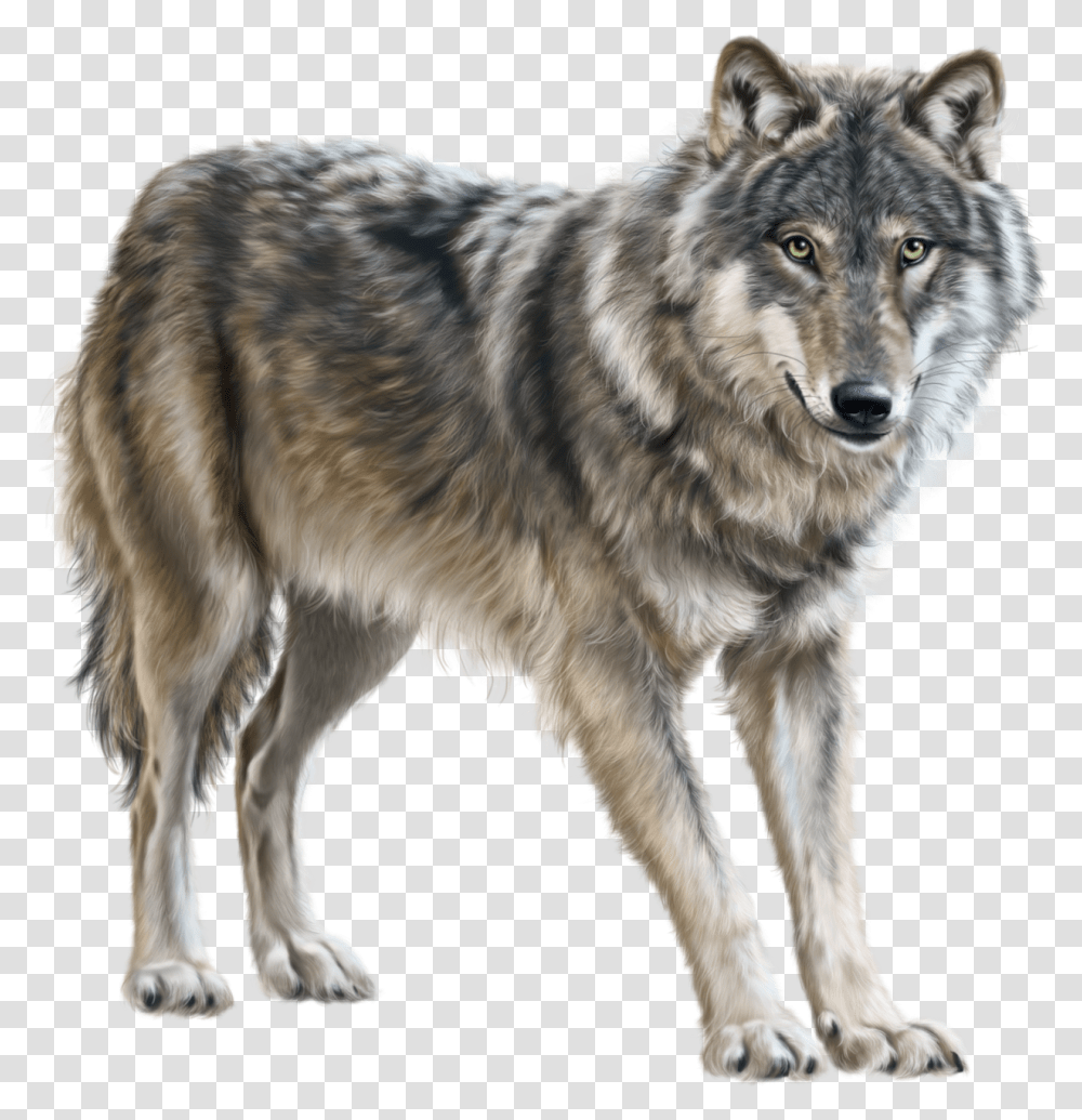 Wolf, Dog, Pet, Canine, Animal Transparent Png