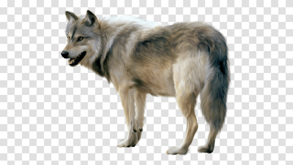 Wolf, Dog, Pet, Canine, Animal Transparent Png