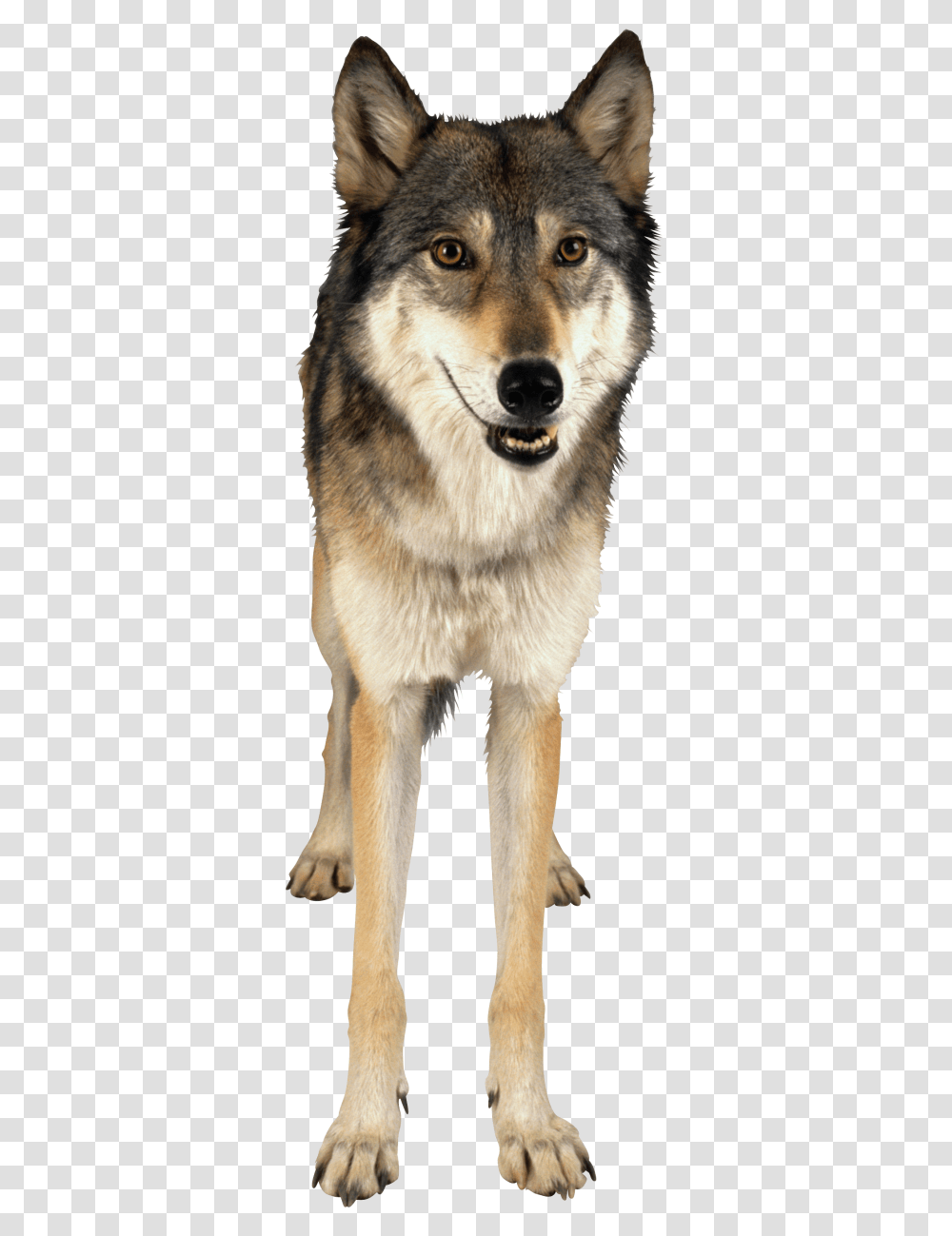 Wolf, Dog, Pet, Canine, Animal Transparent Png