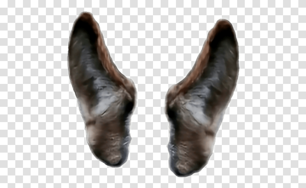 Wolf Ears, Arrowhead, Person, Human, Hand Transparent Png