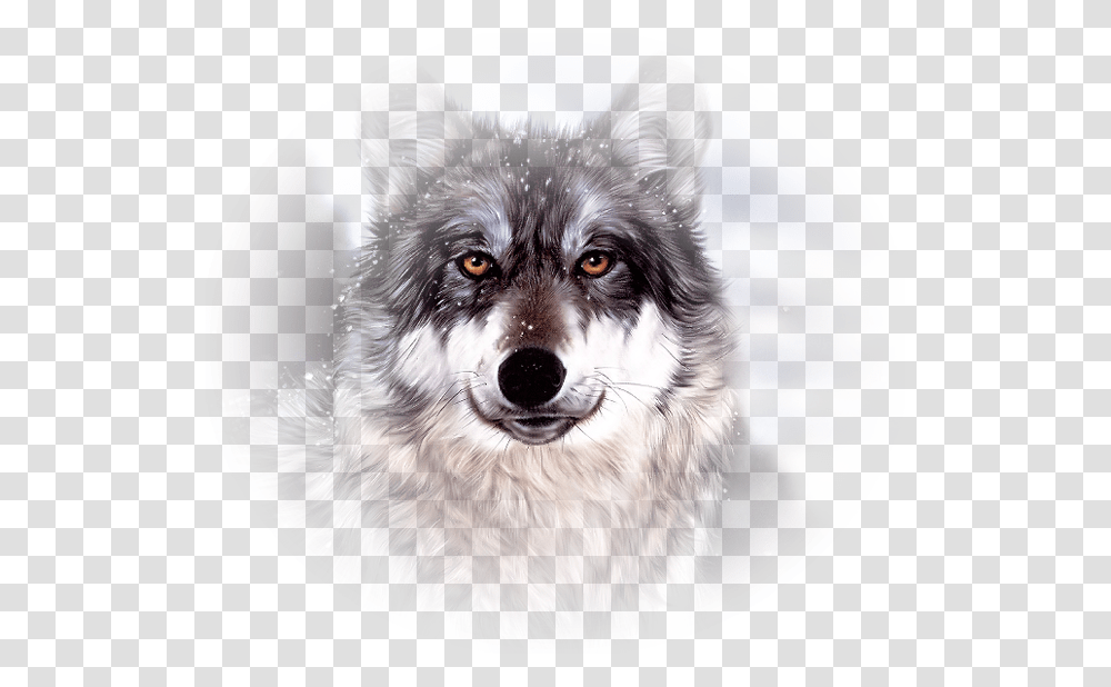 Wolf Face, Dog, Pet, Canine, Animal Transparent Png