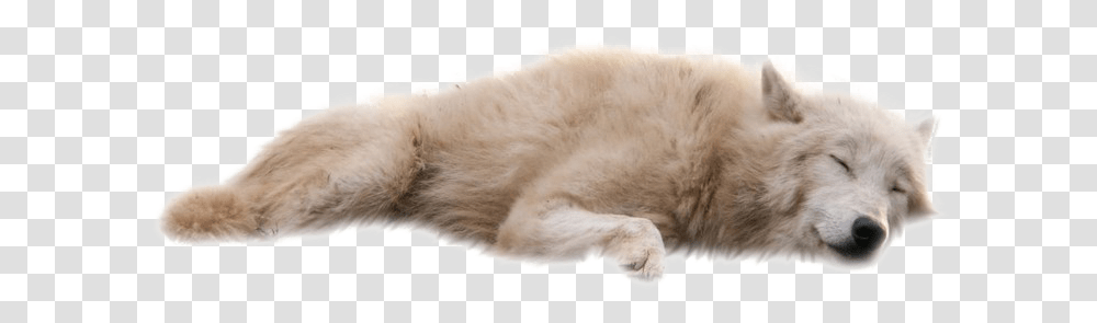 Wolf Free Download Wolf With A White Backround, Mammal, Animal, Cat, Pet Transparent Png