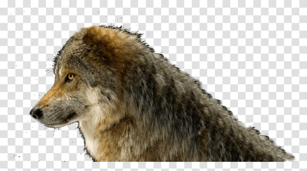 Wolf Head, Mammal, Animal, Bear, Wildlife Transparent Png