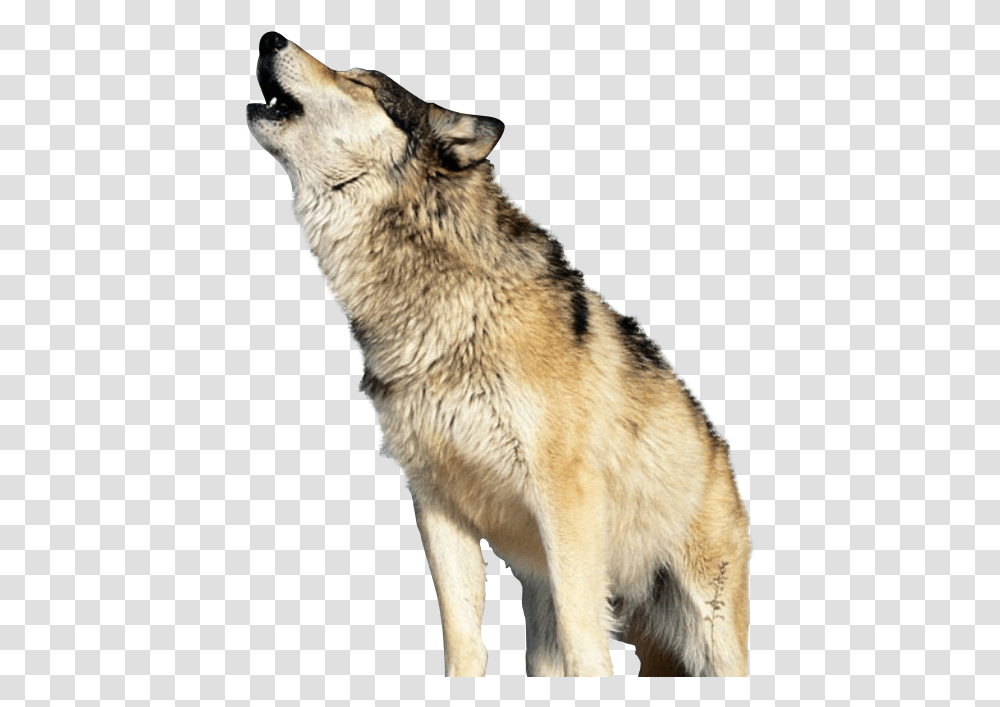 Wolf Howling Background, Mammal, Animal, Cat, Pet Transparent Png