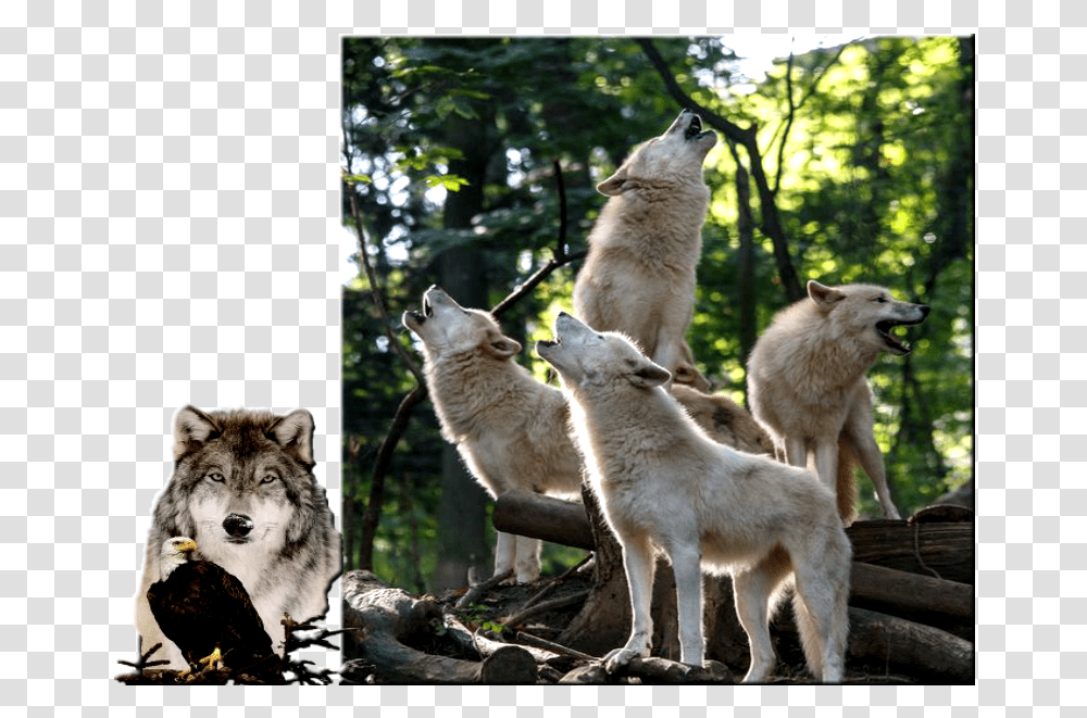 Wolf Howling Clipart Wolf, Kangaroo, Mammal, Animal, Wallaby Transparent Png
