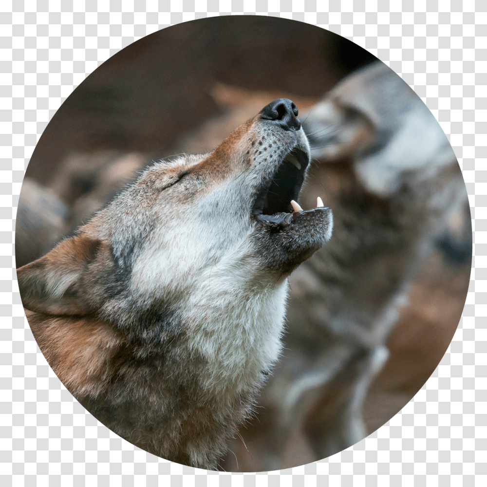 Wolf Howling, Coyote, Mammal, Animal, Panther Transparent Png
