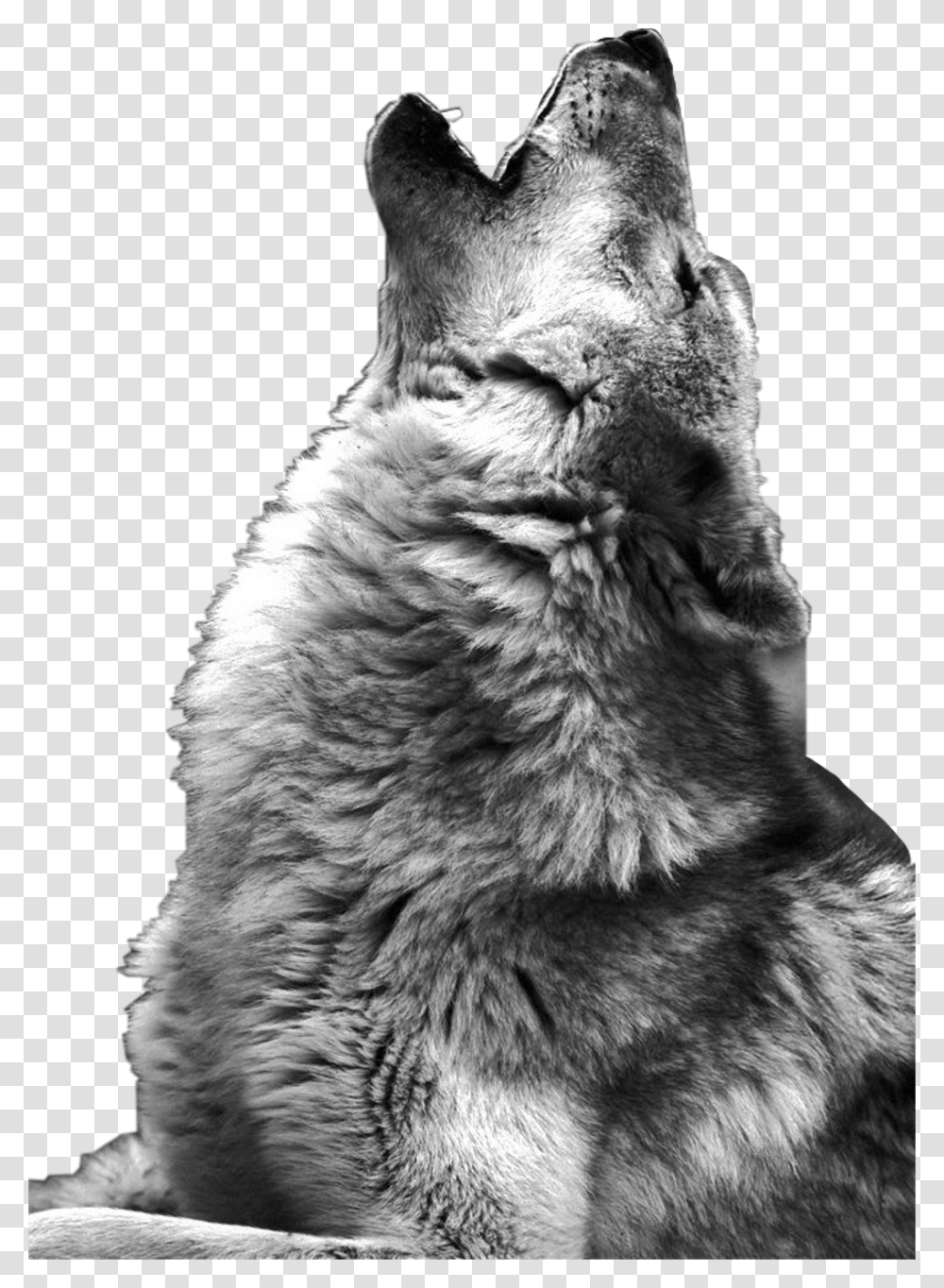 Wolf Howling Photography Download Howling Wolf, Mammal, Animal, Cat, Pet Transparent Png