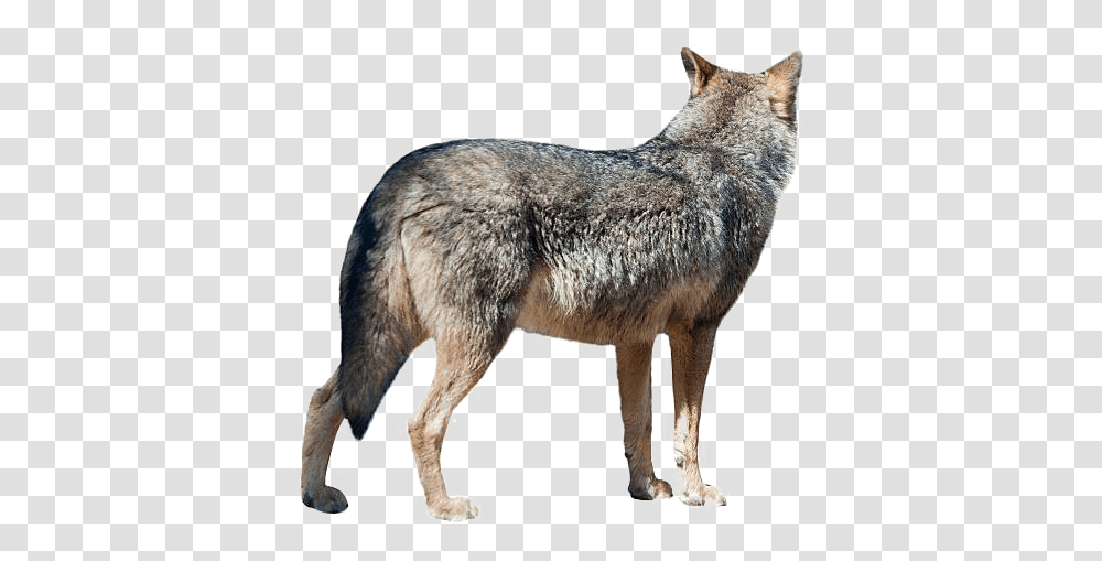 Wolf Image, Coyote, Mammal, Animal, Red Wolf Transparent Png