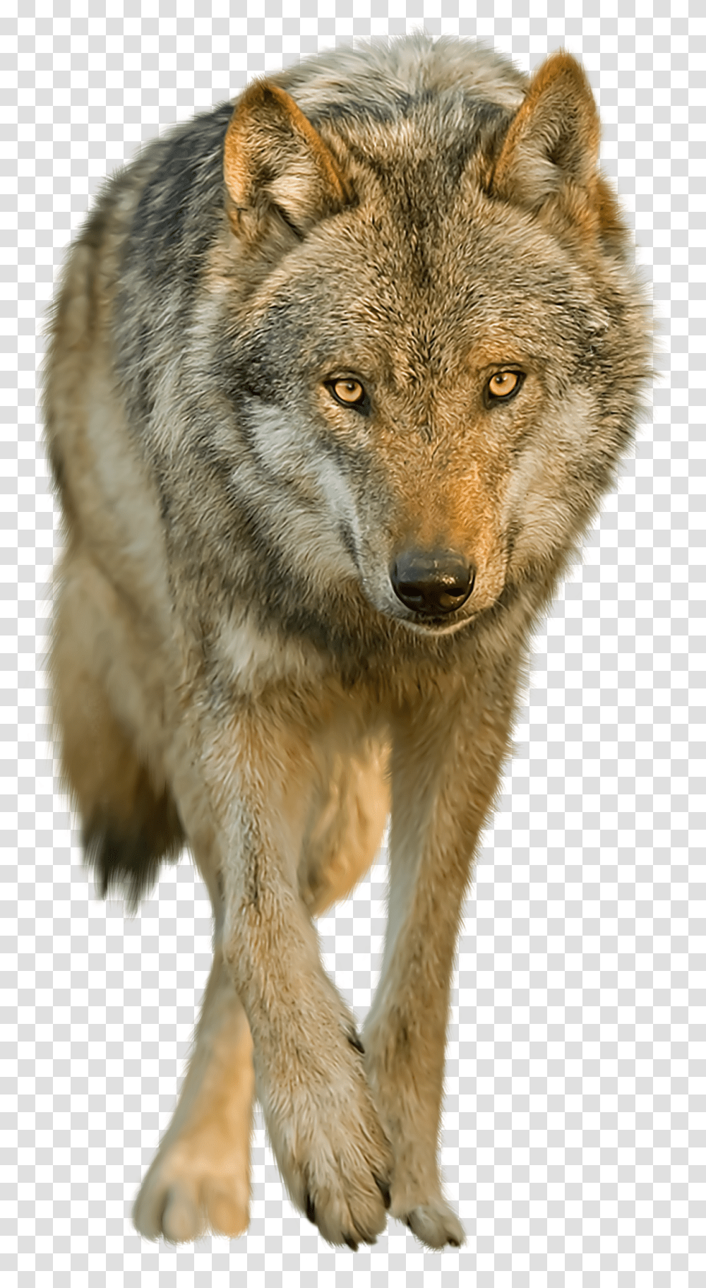 Wolf Images Background Coyote, Mammal, Animal, Dog, Pet Transparent Png