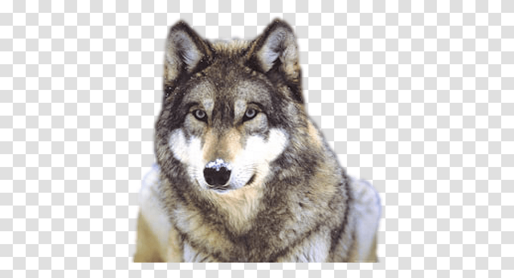 Wolf Images Grey Wolf, Mammal, Animal, Red Wolf, Canine Transparent Png