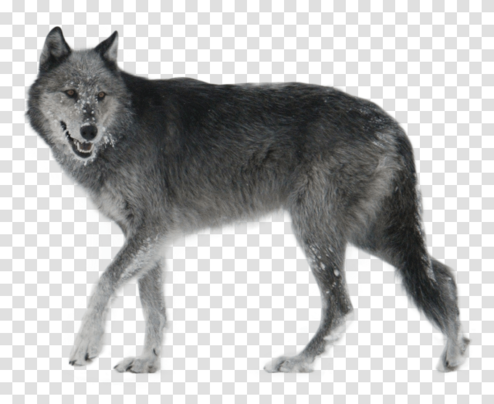 Wolf Images Wolf, Mammal, Animal, Coyote, Dog Transparent Png