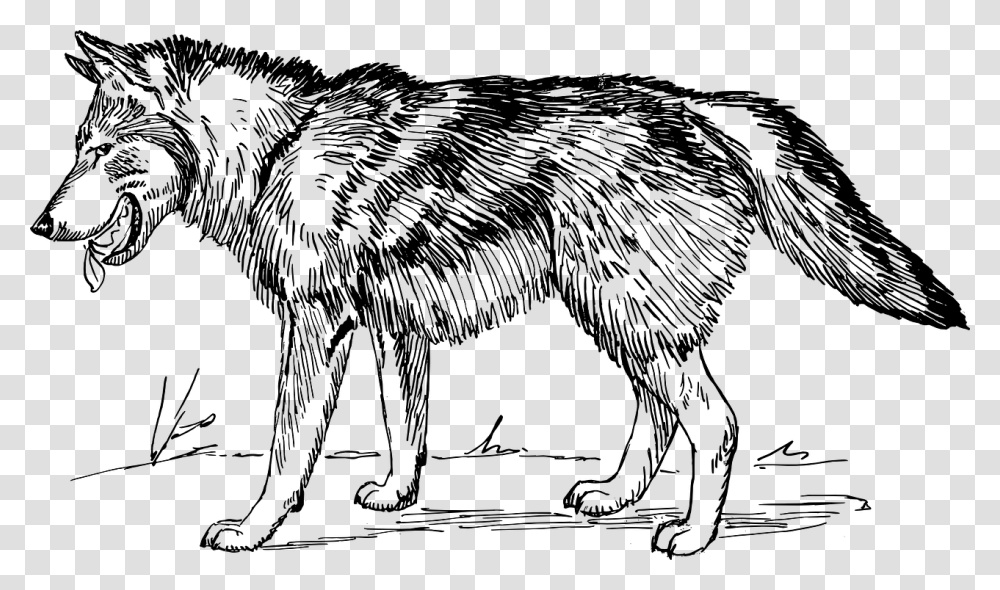 Wolf Line Drawing Image Wolf Black And White, Gray, World Of Warcraft Transparent Png