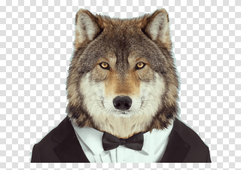 Wolf Lobo Traje Smoking Corbata Animal Freetoedit Imagenes Lobo Con Traje, Dog, Pet, Canine, Mammal Transparent Png