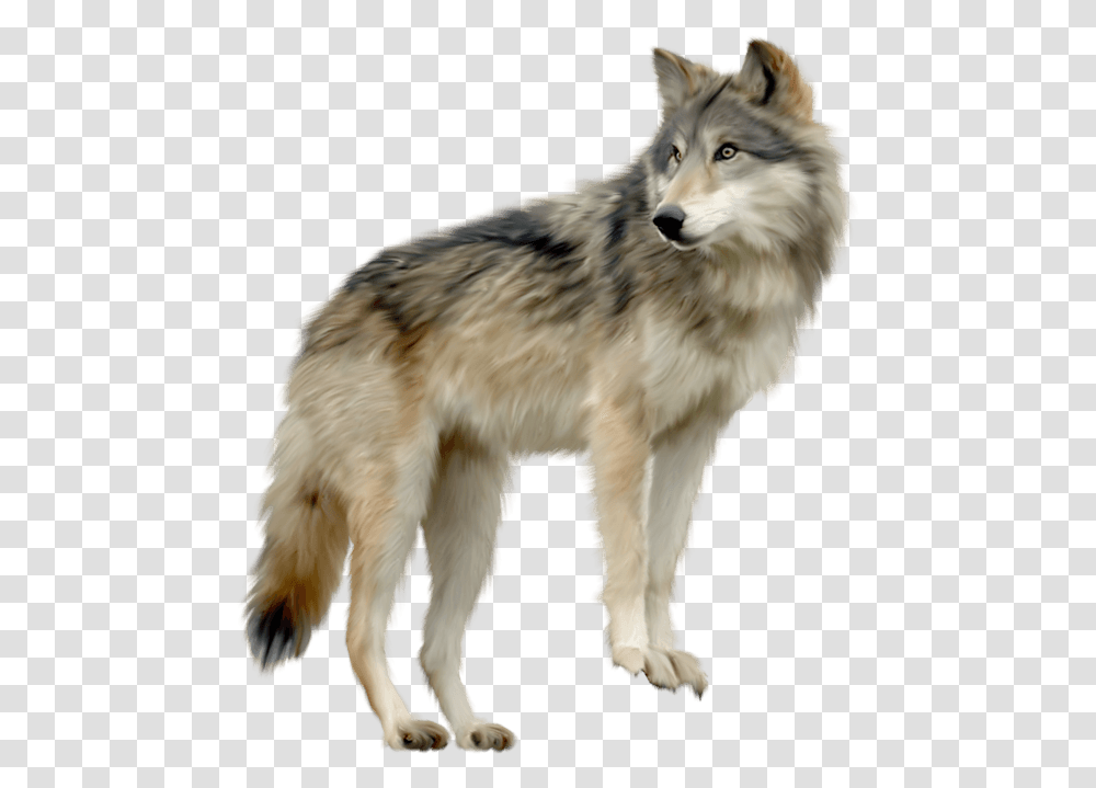 Wolf Looking Sideview Wolf, Mammal, Animal, Dog, Pet Transparent Png