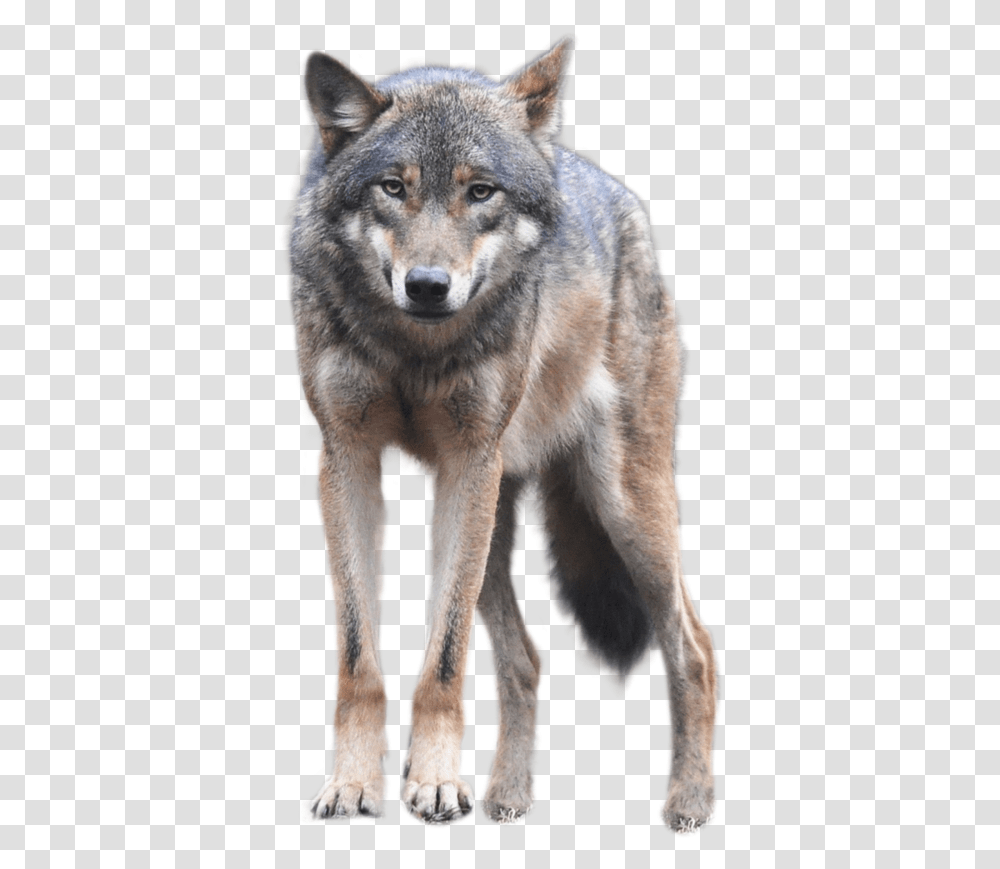 Wolf, Mammal, Animal, Coyote, Dog Transparent Png