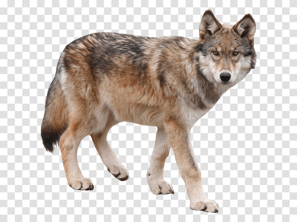 Wolf, Mammal, Animal, Dog, Pet Transparent Png