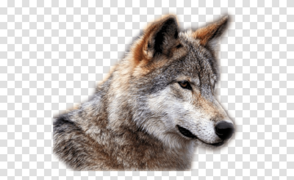 Wolf, Mammal, Animal, Dog, Pet Transparent Png