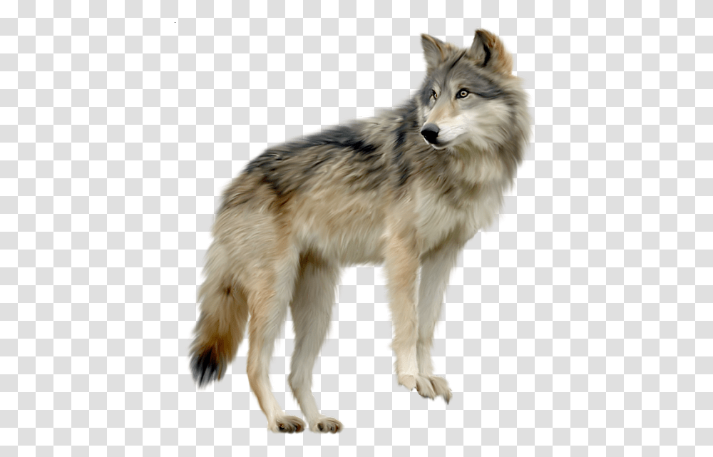 Wolf, Mammal, Animal, Dog, Pet Transparent Png