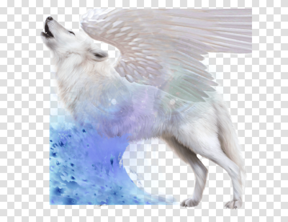 Wolf Mystery Galaxy Angel White Eyes White Fox No Background, Animal, Bird, Mammal, Chicken Transparent Png