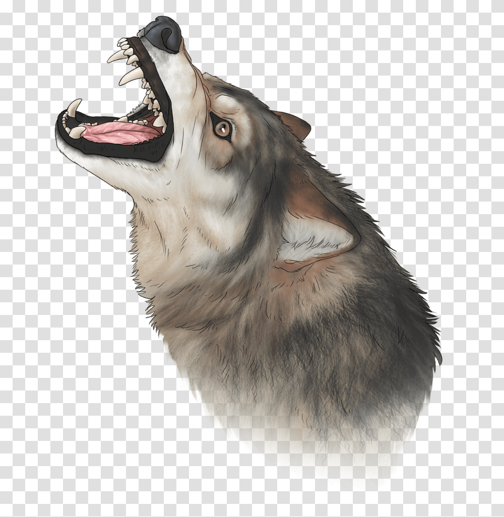 Wolf Nose Cat Yawns, Chicken, Poultry, Fowl, Bird Transparent Png