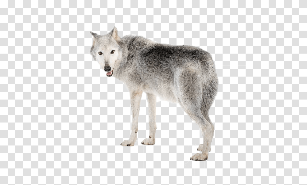 Wolf Picture Gray Wolf White Background, Dog, Pet, Canine, Animal Transparent Png