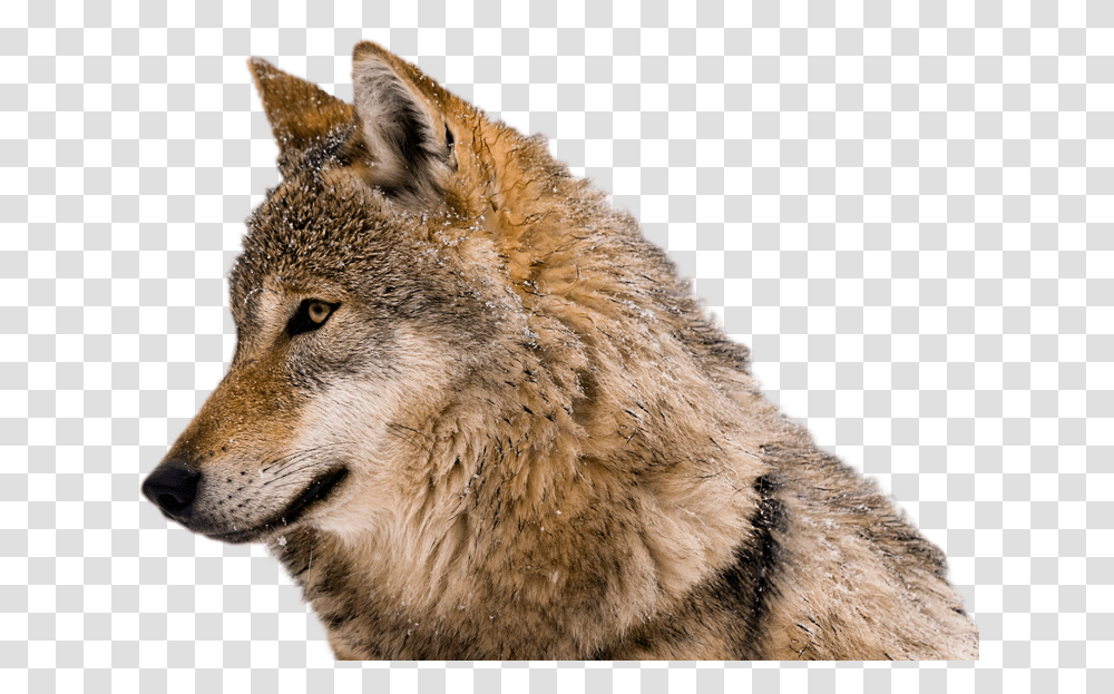 Wolf Picture No Background, Mammal, Animal, Coyote, Red Wolf Transparent Png