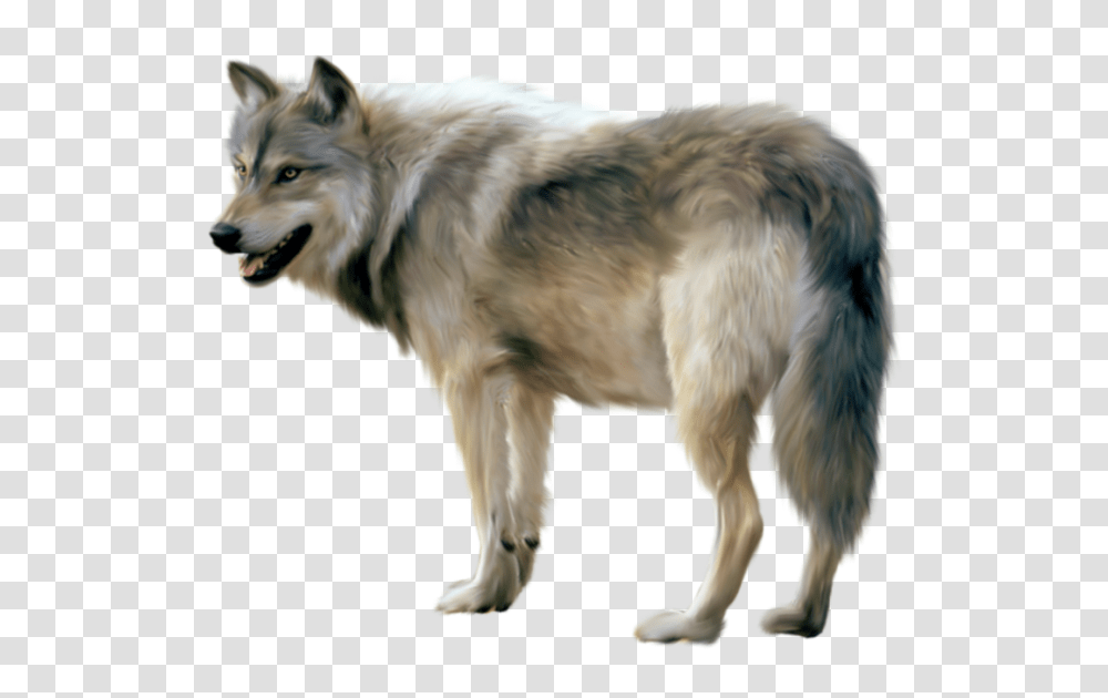 Wolf Sideview Wolf, Dog, Pet, Canine, Animal Transparent Png
