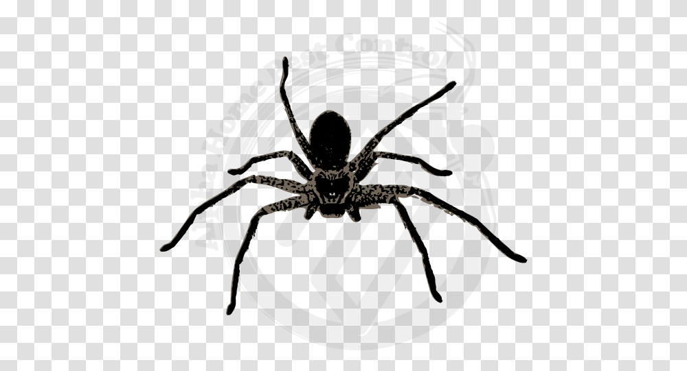 Wolf Spider, Animal, Invertebrate, Insect, Arachnid Transparent Png