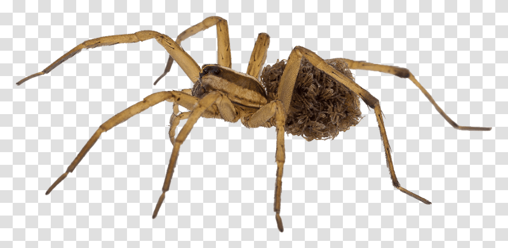 Wolf Spider Babies White Background 2 Venomous Spiders In Trinidad, Invertebrate, Animal, Arachnid, Insect Transparent Png
