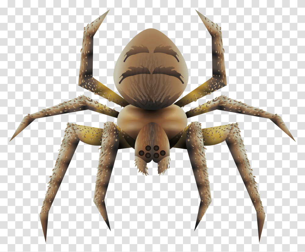 Wolf Spider, Garden Spider, Insect, Invertebrate, Animal Transparent Png