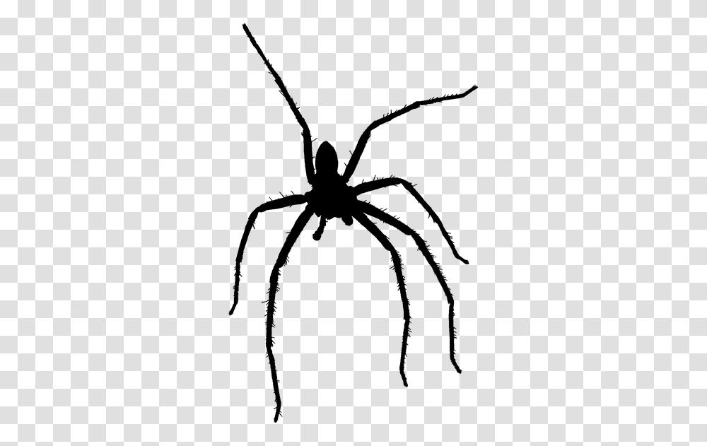 Wolf Spider, Gray, World Of Warcraft Transparent Png