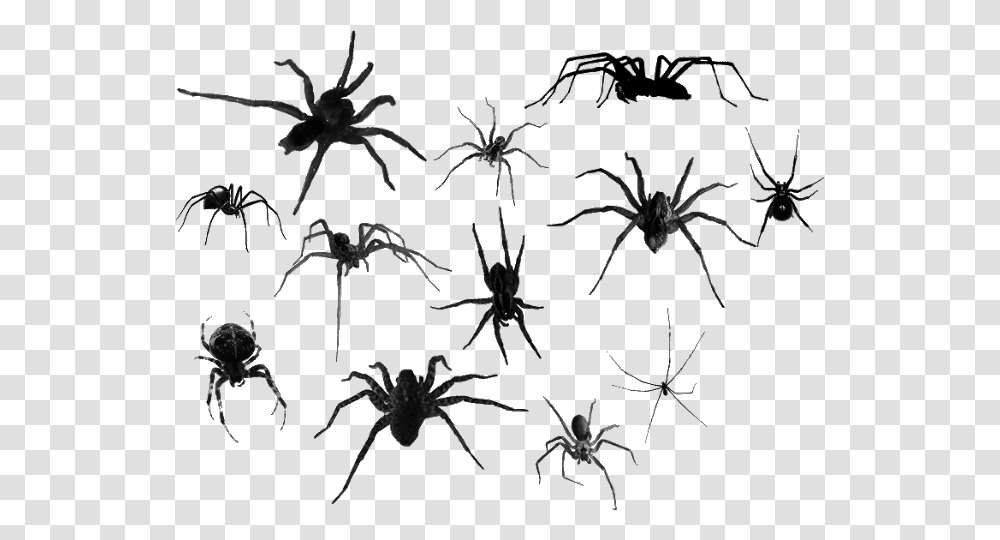 Wolf Spider, Invertebrate, Animal, Insect, Arachnid Transparent Png