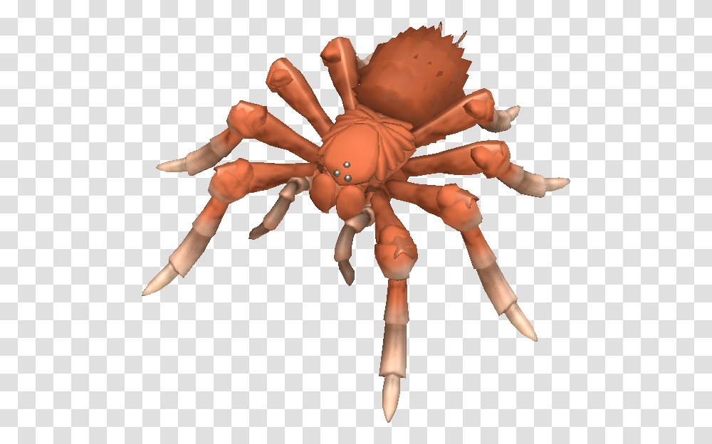 Wolf Spiders Are Ambush Hunters And Do Not Build A Spore Spiders, Animal, Invertebrate, Person, Human Transparent Png