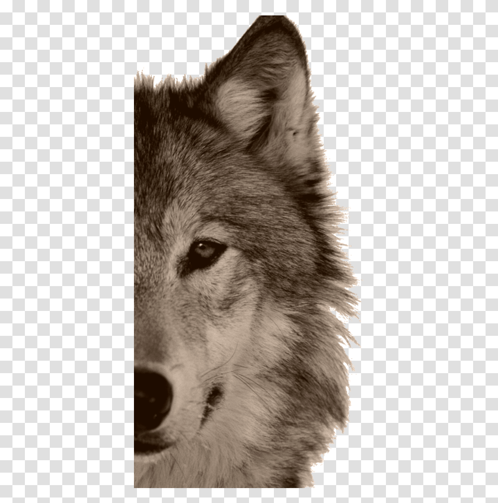 Wolf Therian Outfits, Mammal, Animal, Dog, Pet Transparent Png