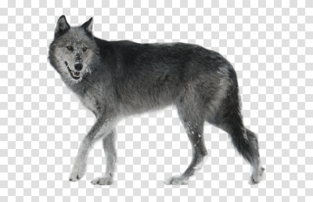 Wolf Walking Side Ways Image, Mammal, Animal, Coyote, Red Wolf Transparent Png