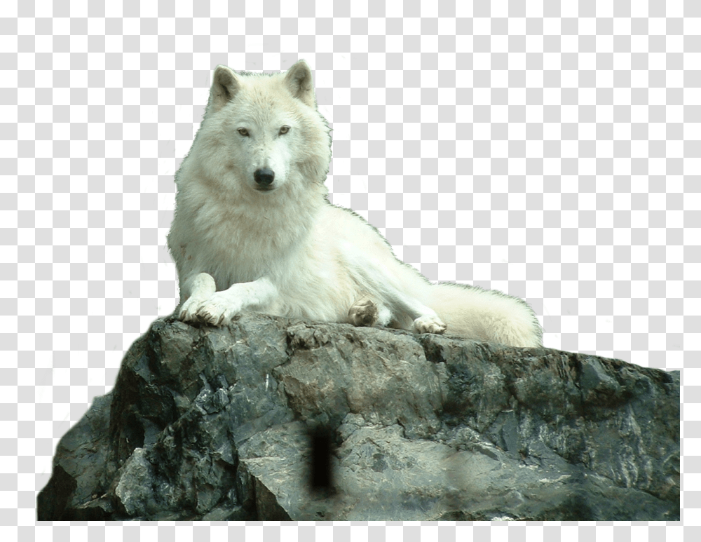 Wolf White, Mammal, Animal, White Dog, Pet Transparent Png