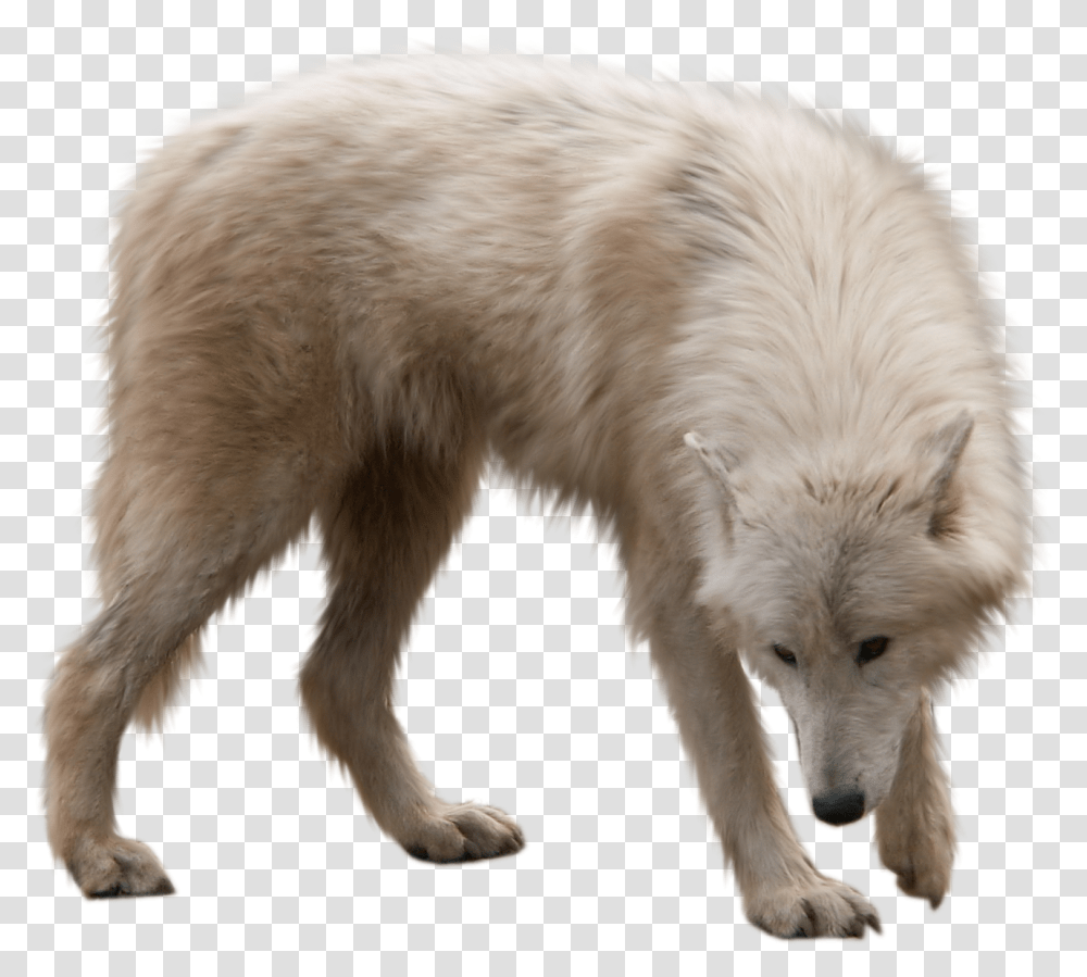 Wolf White Wolf Background, Mammal, Animal, Dog, Pet Transparent Png