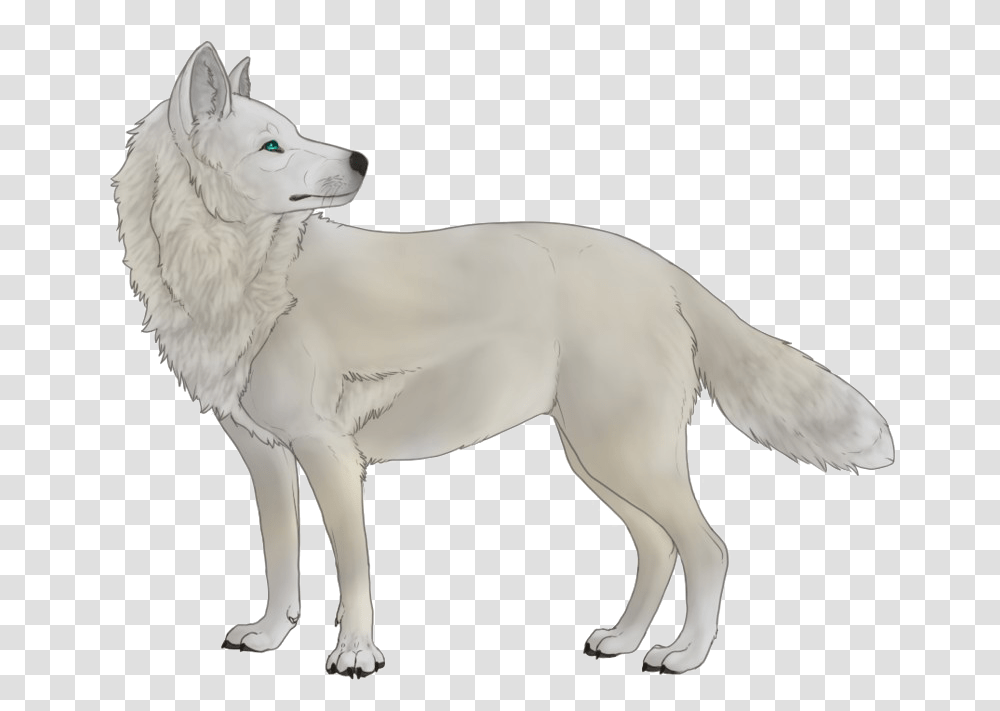 Wolf White Wolf No Background, Mammal, Animal, Horse, Red Wolf Transparent Png