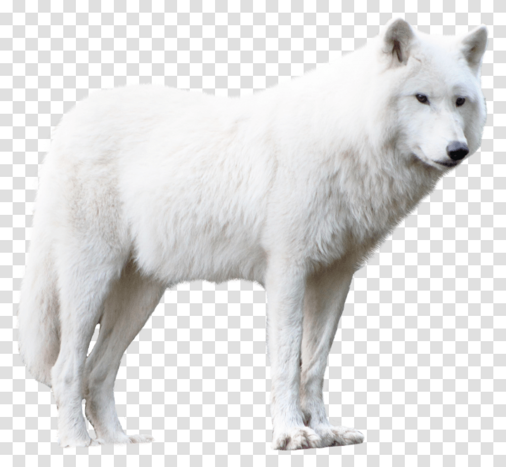 Wolf White Wolf Wolf, Mammal, Animal, Dog, Pet Transparent Png