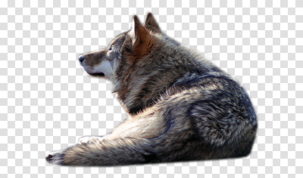 Wolf Wolf Laying Down, Mammal, Animal, Red Wolf, Canine Transparent Png