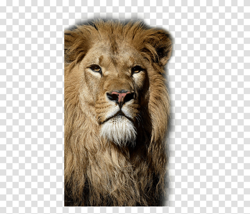 Wolters Braunschweig Lwe, Lion, Wildlife, Mammal, Animal Transparent Png