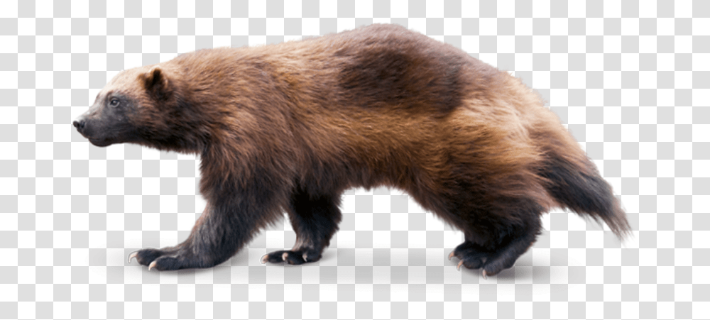Wolverine Animal Download Wolverine Animal No Background, Bear, Wildlife, Mammal, Fox Transparent Png