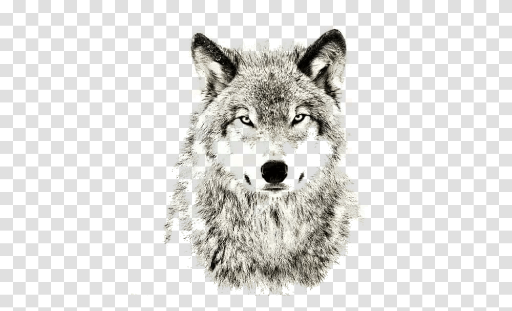 Wolves Don't Care About The Opinions, Wolf, Mammal, Animal, Coyote Transparent Png